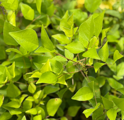 Erythrina x bidwillii 'Red Showers'