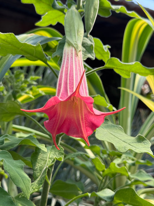*RETAIL - Brugmansia sanguinea 'Inca Princess'