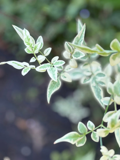 *RETAIL - Jasminum officinale 'Argenteovariegatum'