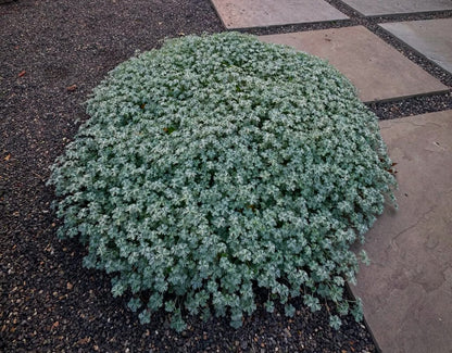 Geranium harveyi