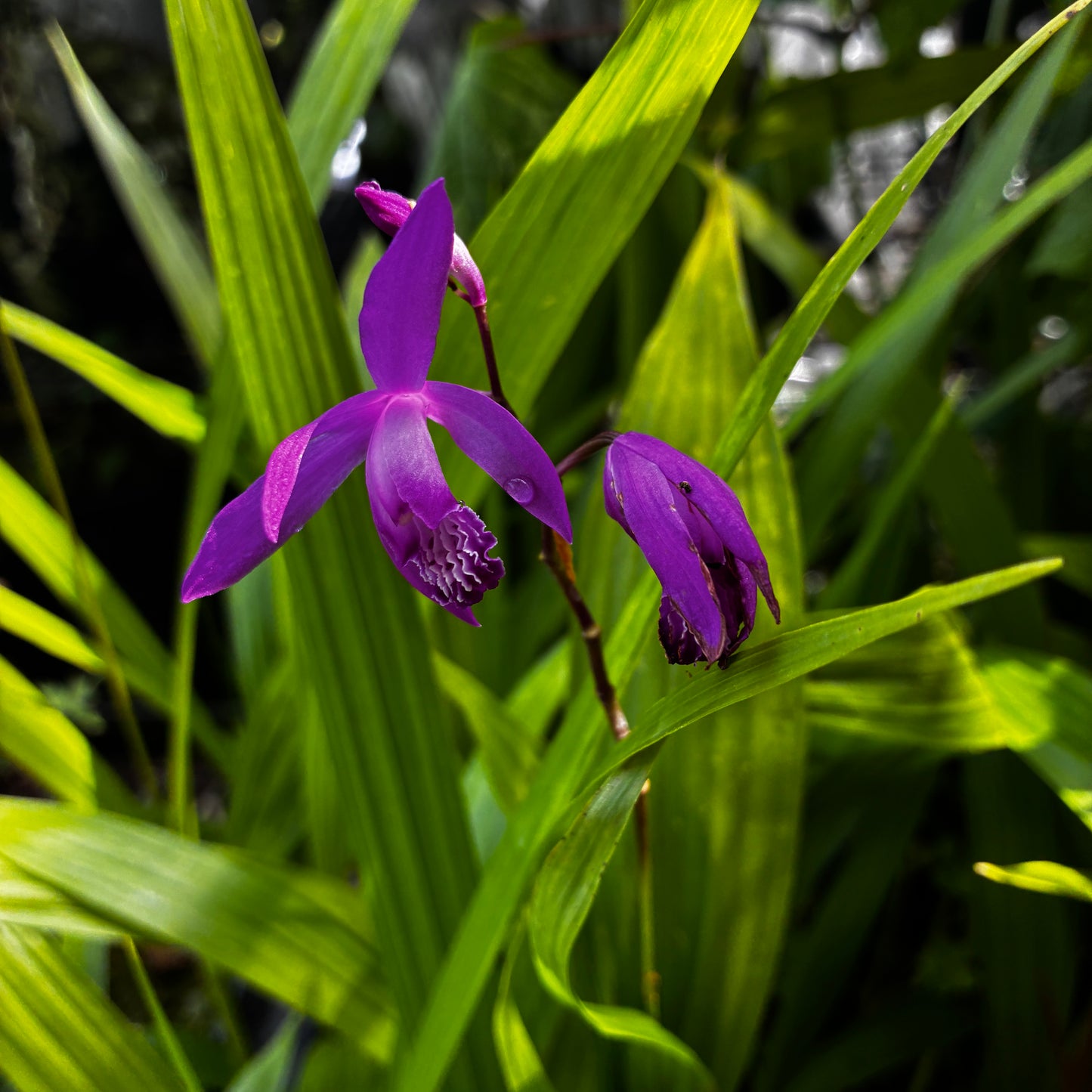 *RETAIL - Bletilla striata 'Big Bob'