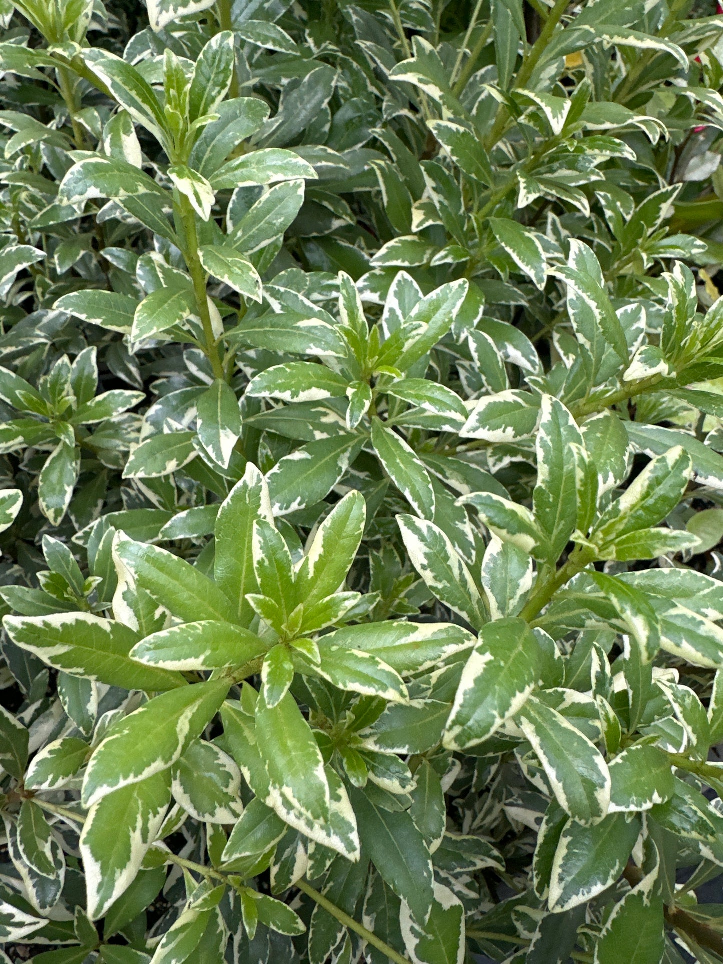 Pittosporum heterophyllum 'Star Blazer’