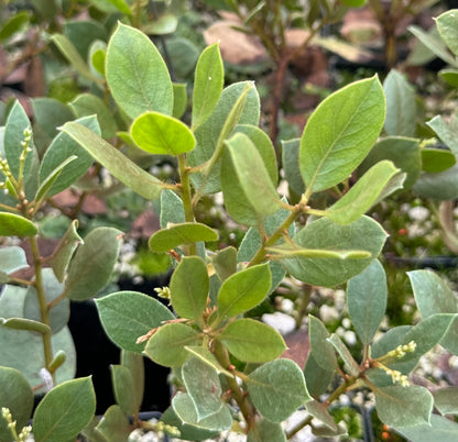 Arctostaphylos hispidula