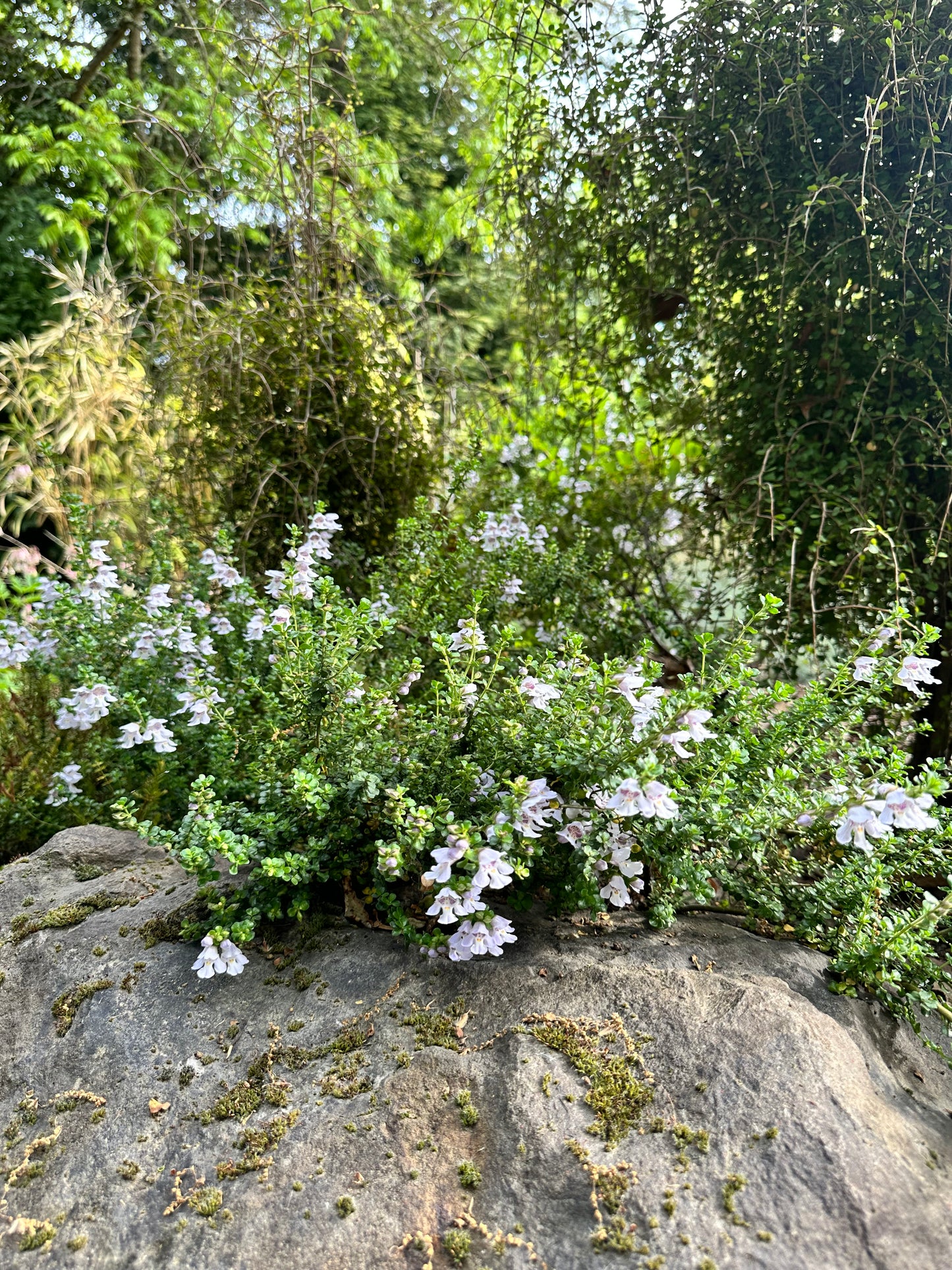 Prostanthera cuneata