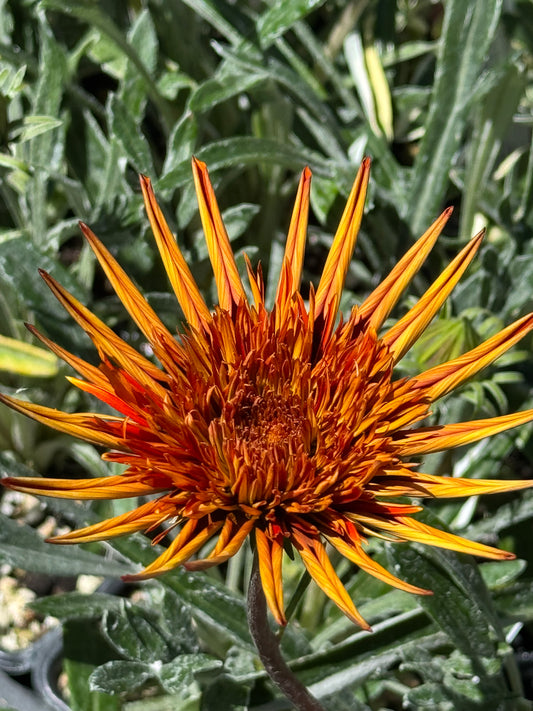 *RETAIL - Gazania 'Katua'