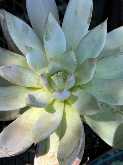 *RETAIL - Echeveria colorata 'Mexican Giant'