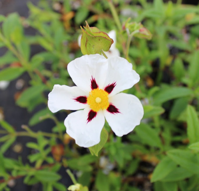 *RETAIL - Cistus 'Gordon Cooper'