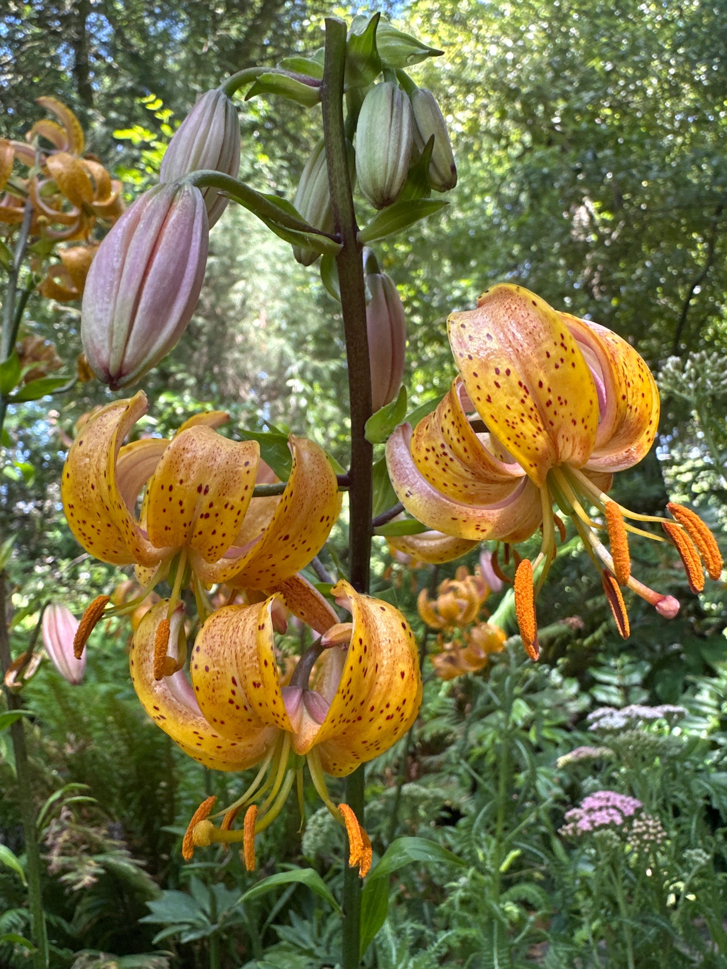 *RETAIL - Lilium martagon 'Peppard Gold'