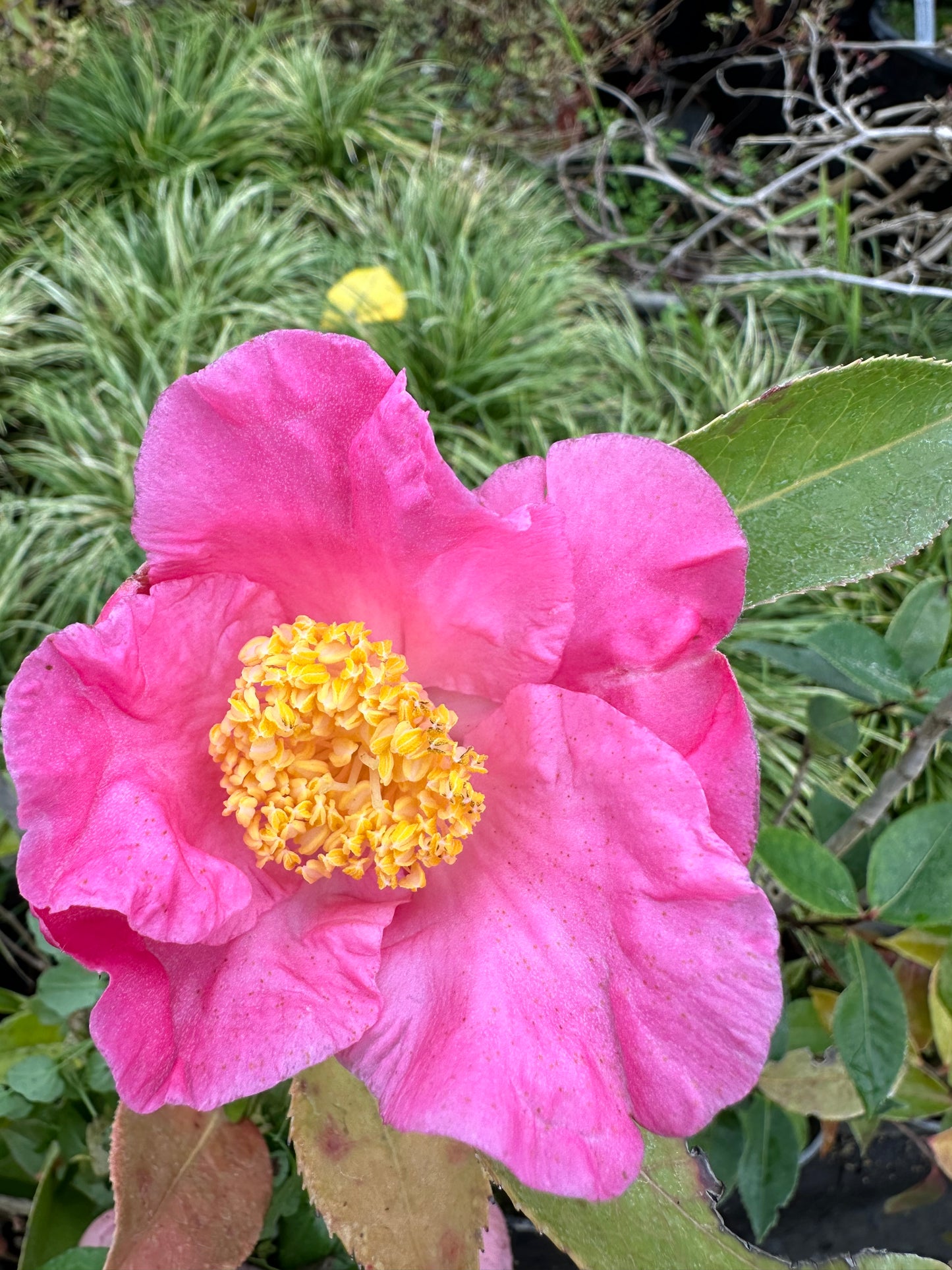 *RETAIL - Camellia reticulata [Wilson/Coos Bay]