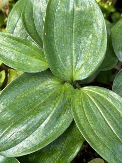 *RETAIL - Disporopsis sp. - The Giant