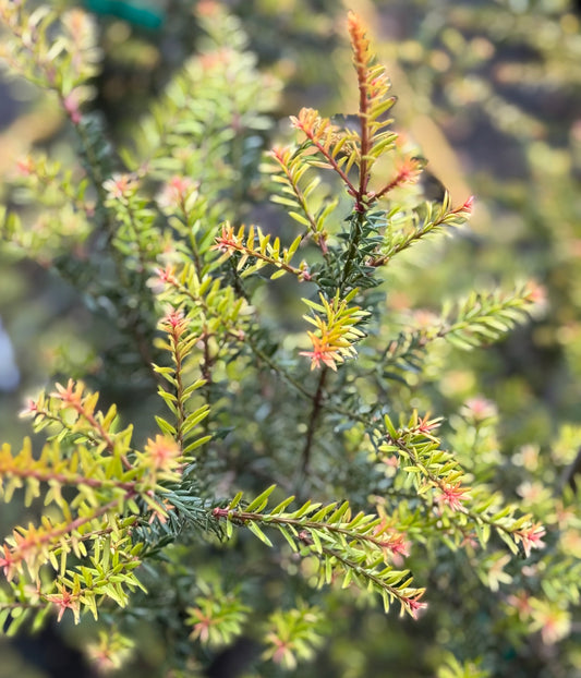 *RETAIL - Podocarpus alpinus 'County Park Fire'