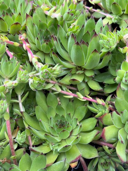 *RETAIL - Sempervivum 'Pacific Hepsport'