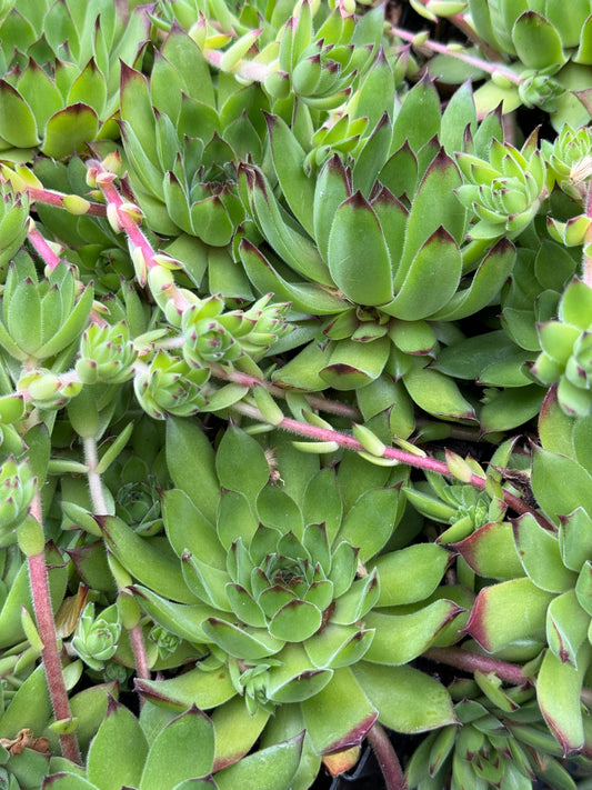 Sempervivum 'Pacific Hepsport'