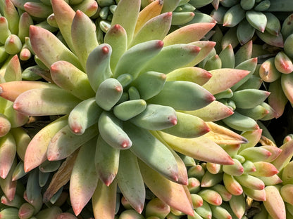 *RETAIL - Pachyphytum hookeri