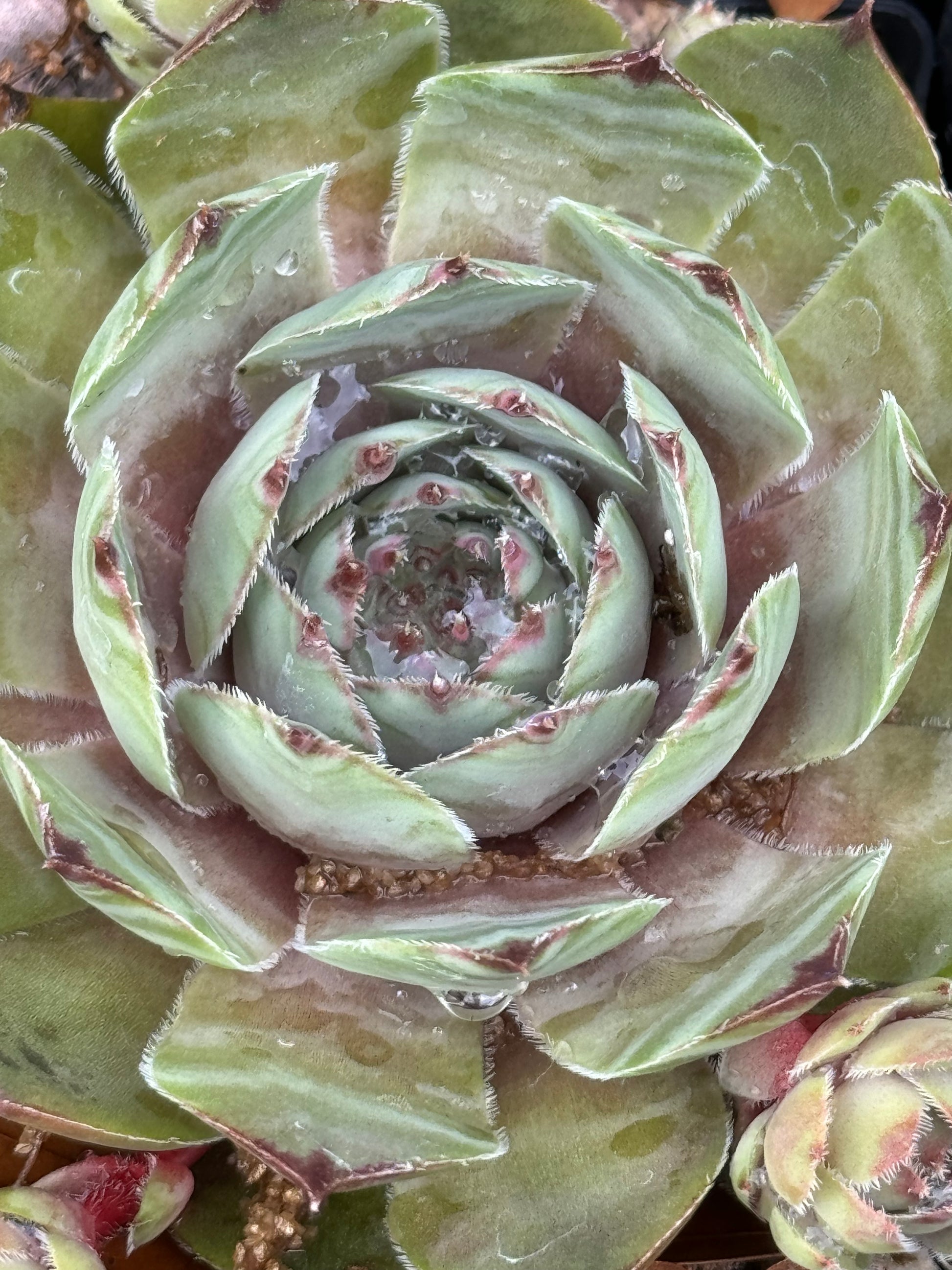 succulent sempervivum plants Sempervivum 'Silver Tone'
