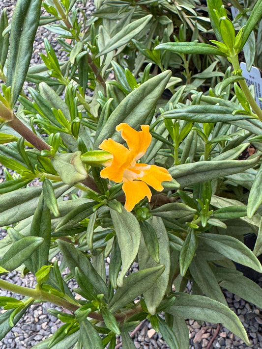 *RETAIL - Mimulus grandiflorus 'Ray Collett'