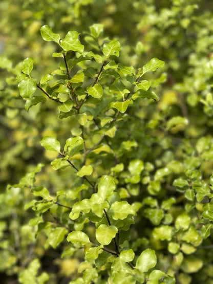 Pittosporum tenuifolium 'Silver Ruffles'