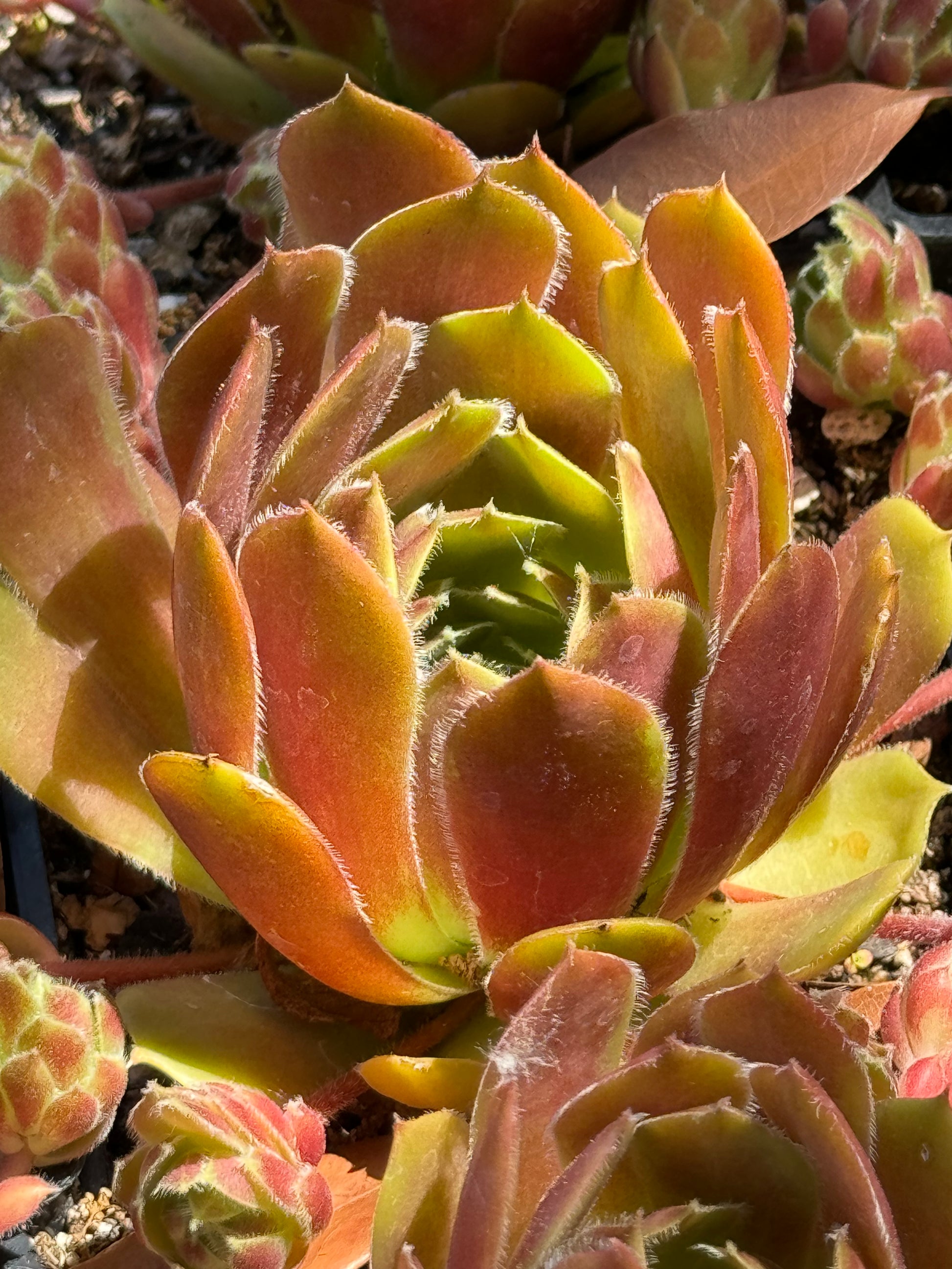 succulent sempervivum flower Sempervivum 'More Honey' – Cistus Nursery