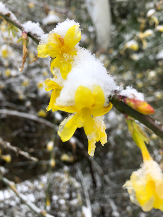 *RETAIL - Jasminum nudiflorum