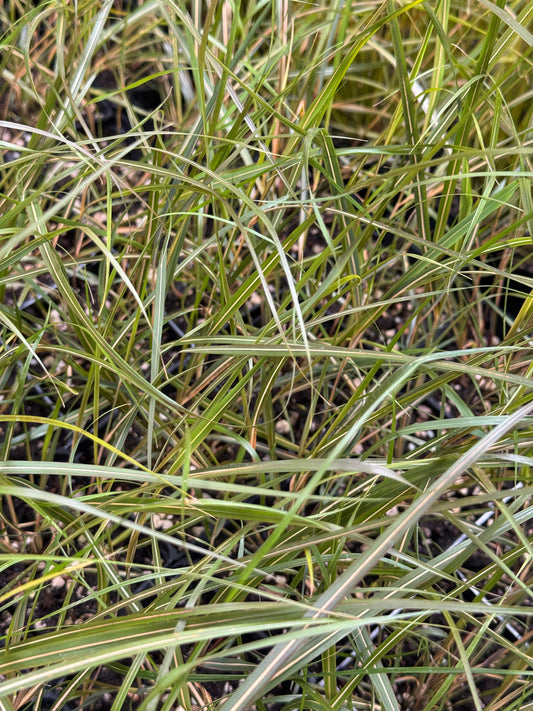 *RETAIL - Anemanthele lessoniana