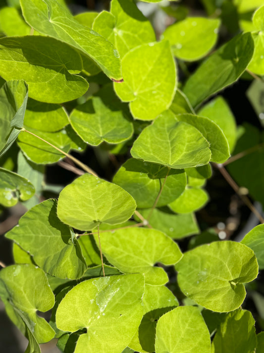 *RETAIL - Epimedium perralderianum