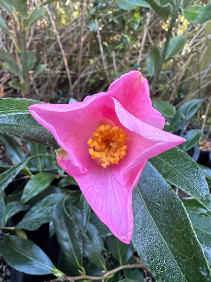 *RETAIL - Camellia x williamsii 'Holland Orchid'
