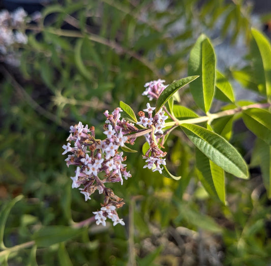 *RETAIL - Aloysia citriodora