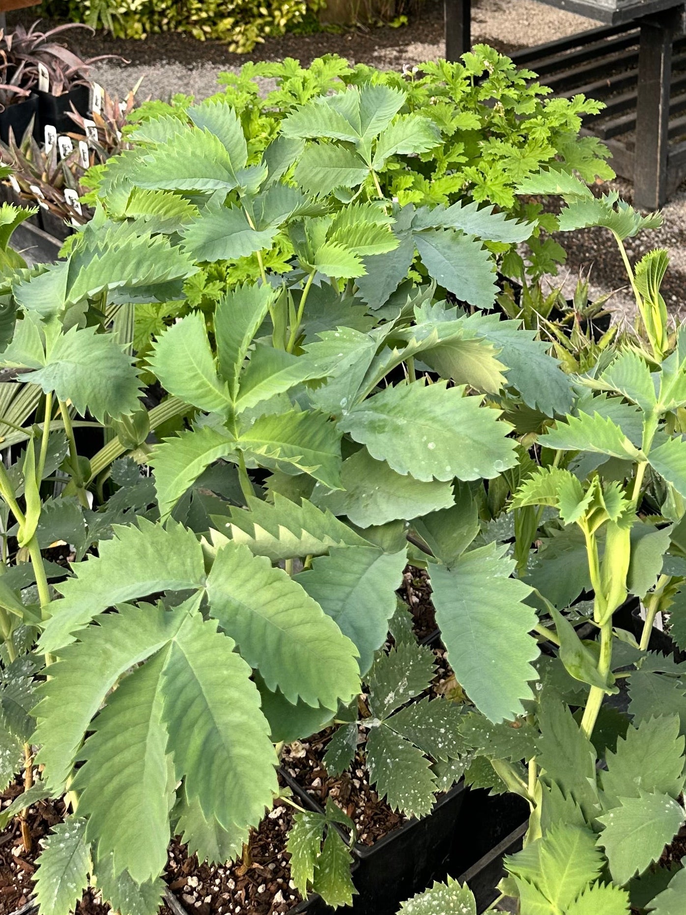 *RETAIL - Melianthus major 'Antonow's Blue'