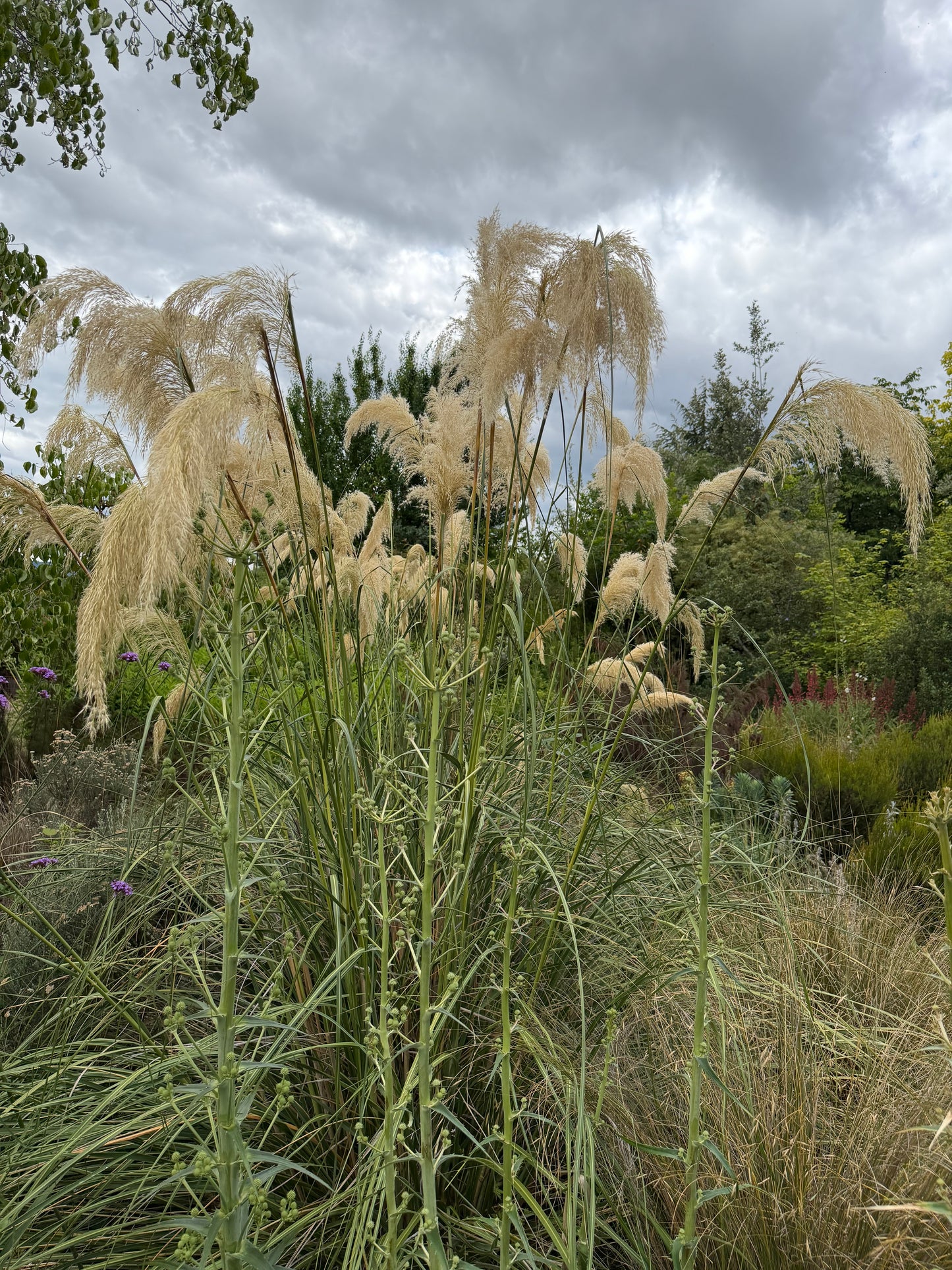 Austroderia richardii