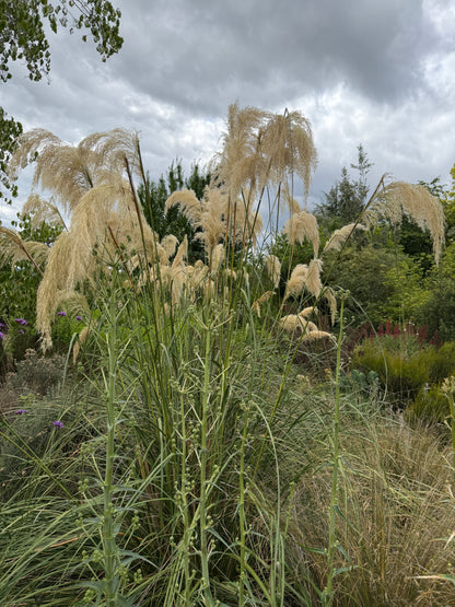 Austroderia richardii