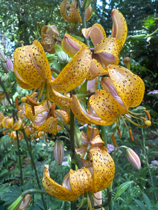 *RETAIL - Lilium martagon 'Peppard Gold'