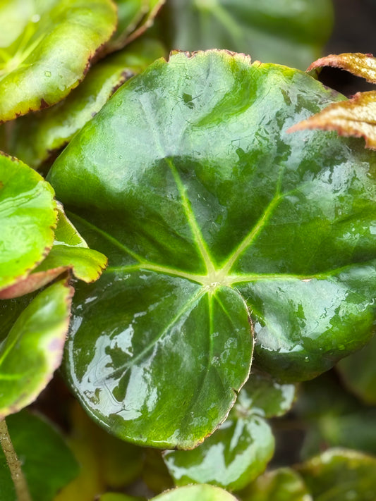 Begonia erythrophylla