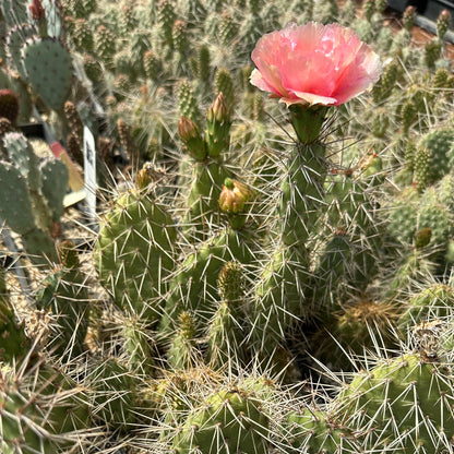 Opuntia erinacea var. columbiana 'McNary'