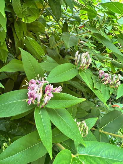 *RETAIL - Lonicera acuminata