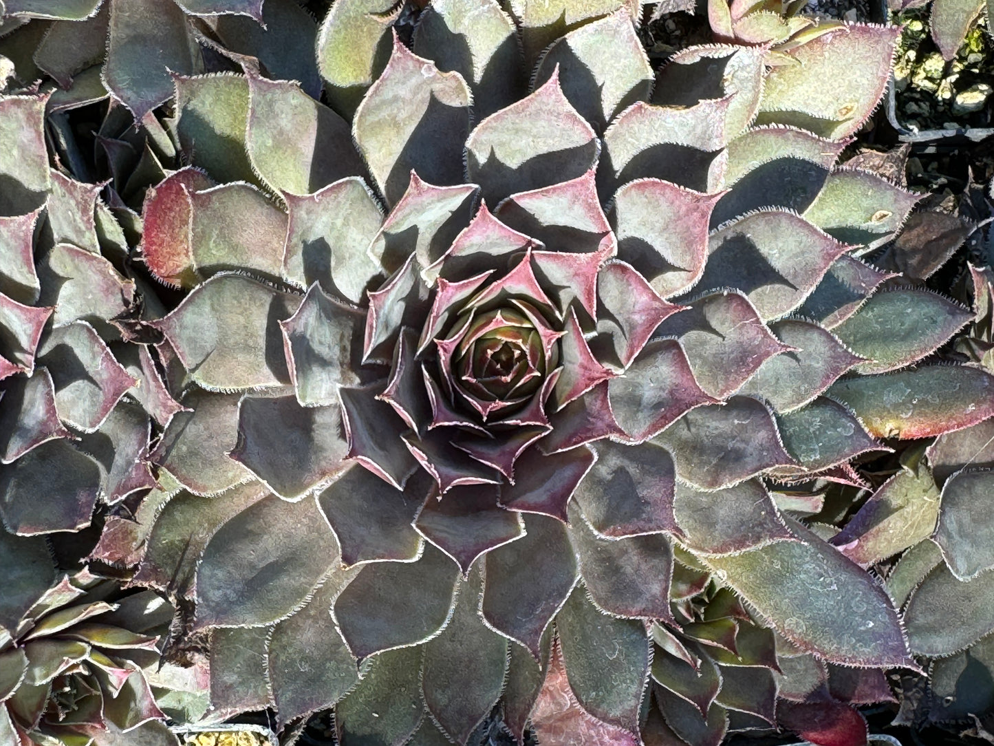 *RETAIL - Sempervivum 'Jeramia'