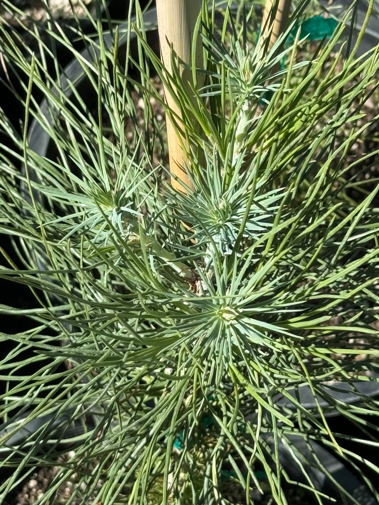 *RETAIL - Pinus coulteri