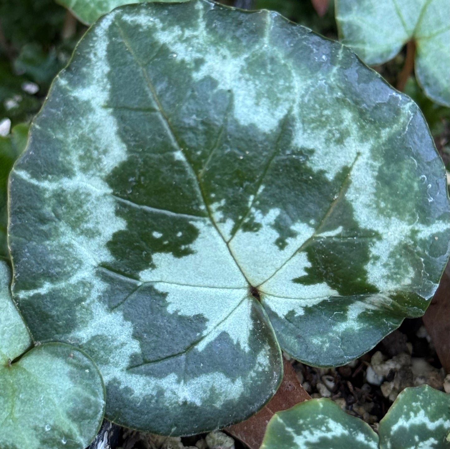 Cyclamen hederifolium [silver/platinum trident]