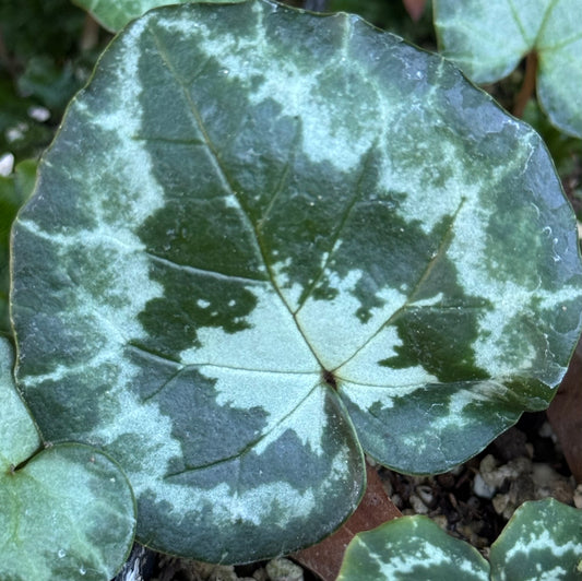 *RETAIL - Cyclamen hederifolium - silver platinum trident