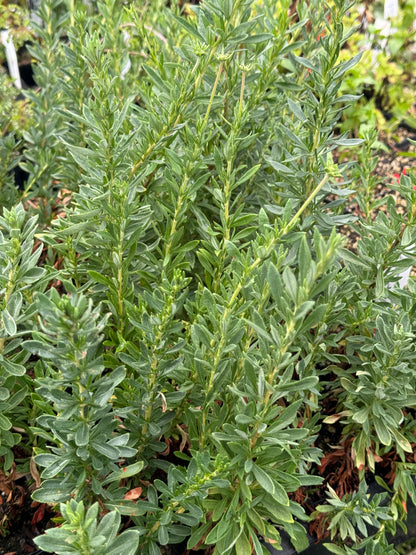 Eriogonum fasciculatum 23.0021