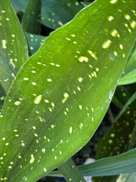 *RETAIL - Aspidistra lurida 'Ginga'