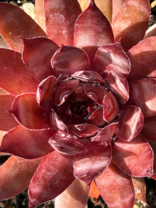 Sempervivum 'Hybrid Globe'