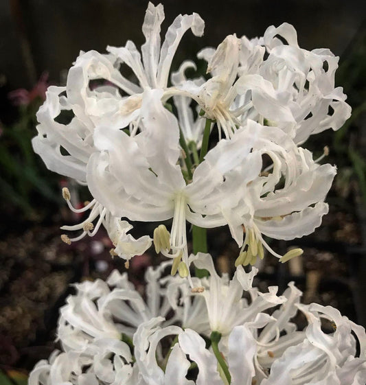 Nerine flexuosa 'Alba'