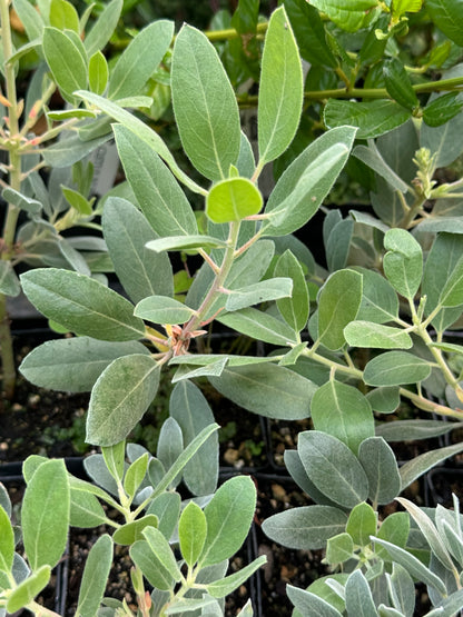 Arctostaphylos columbiana x nortensis 'Ooops'