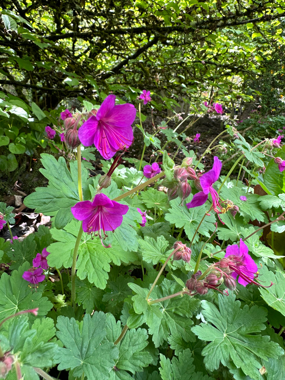Fall Color Bevans Geranium *RETAIL - Geranium macrorrhizum 'Bevan's Variety' – Cistus Nursery