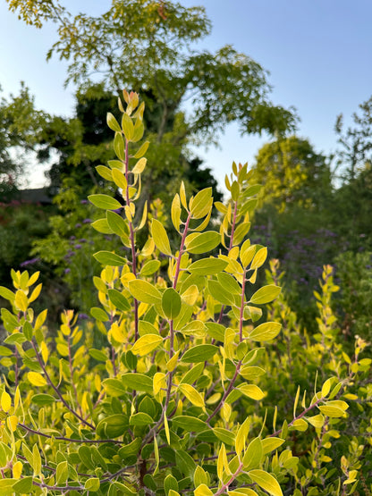 Arctostaphylos manzanita 'Bates Yellow'