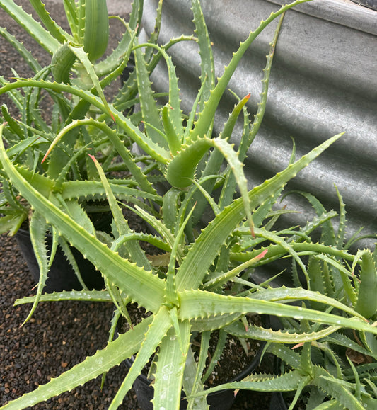 *RETAIL - Aloe arborescens