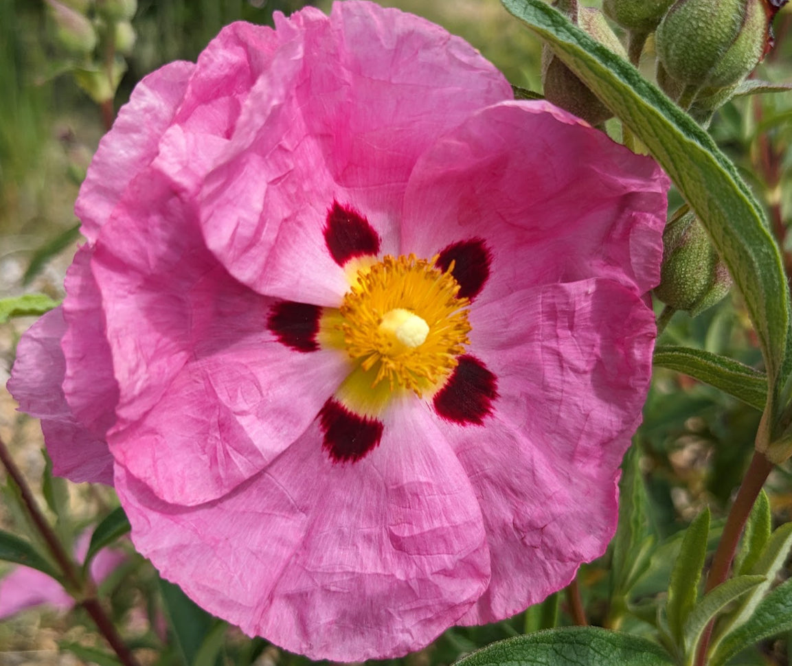 *RETAIL - Cistus x purpureus 'Betty Taudevin'