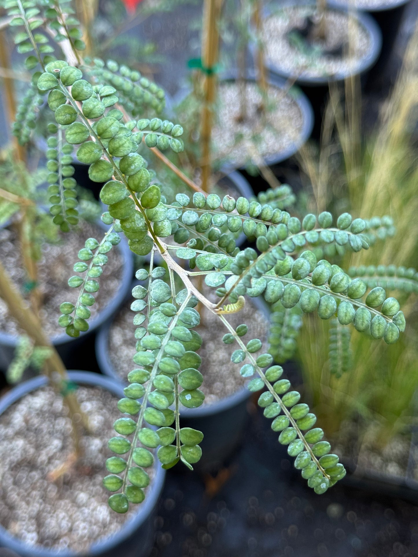 *RETAIL - Sesbania drummondii