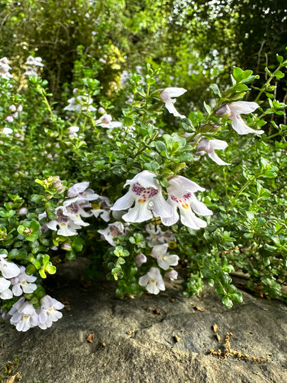 Prostanthera cuneata