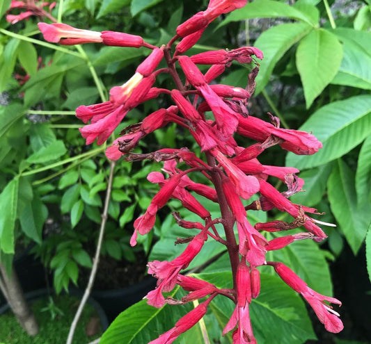 *RETAIL - Aesculus pavia